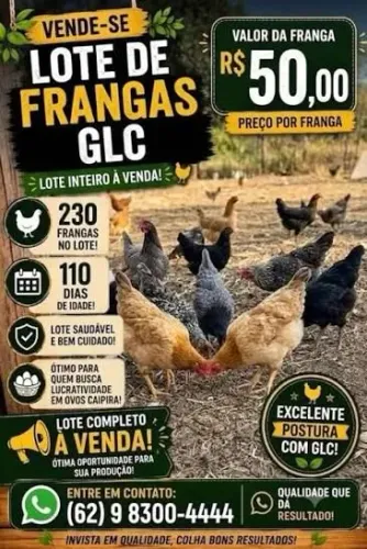 Frangas glc poedeira