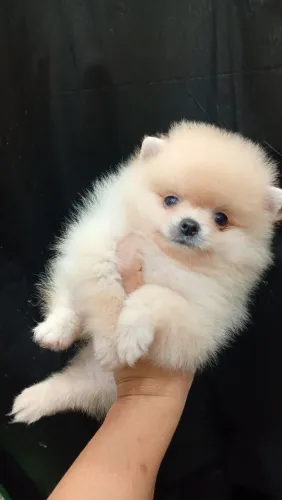 Lulu da Pomerânia
