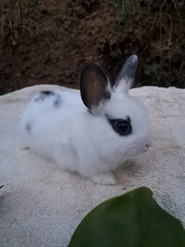 Coelho anão fofo 