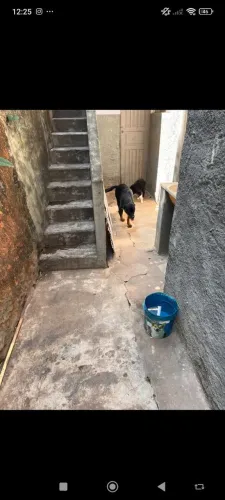 Rottweiler
