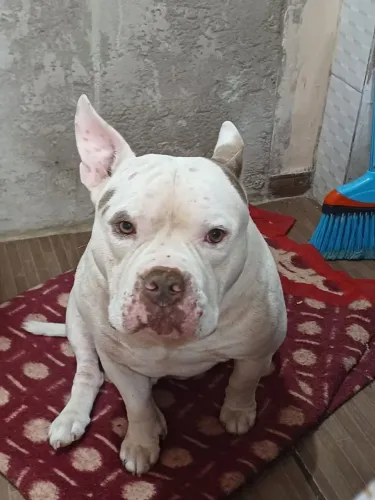 American bully doação