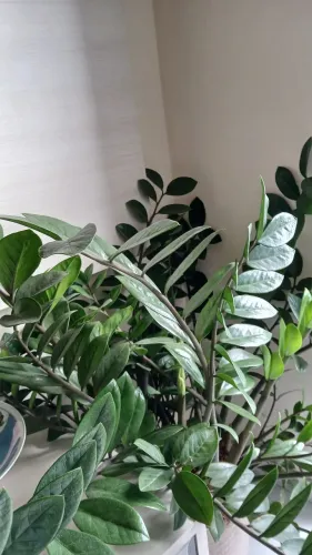 Vaso de planta que traz felicidades