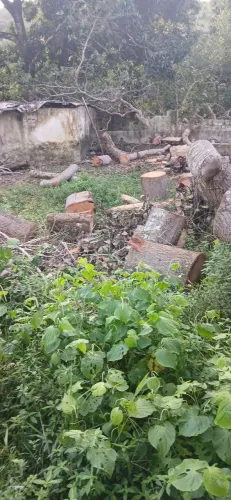 Poda de árvores e serviços de capinagem !!!
