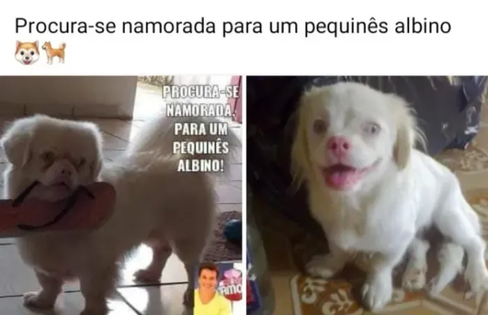 Pequinês albino procura se namorada