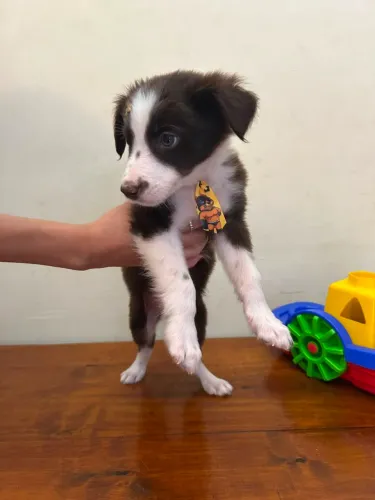 Border Collie fêmeas e machos