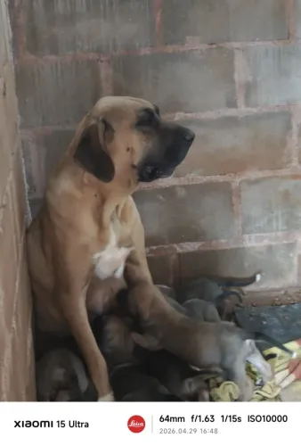 Linda Filhote de Fila Brasileiro 