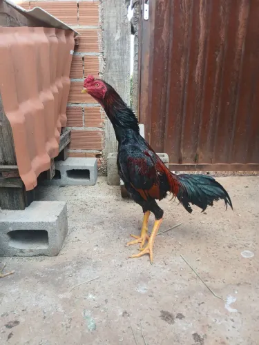 Galo índio