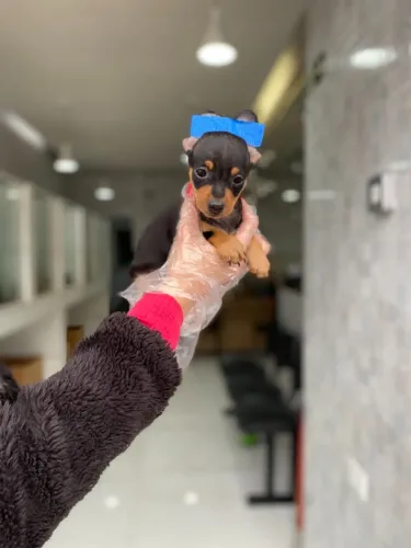 O Pinscher Que Você Procurava Está Aqui ? 12x Sem Juros