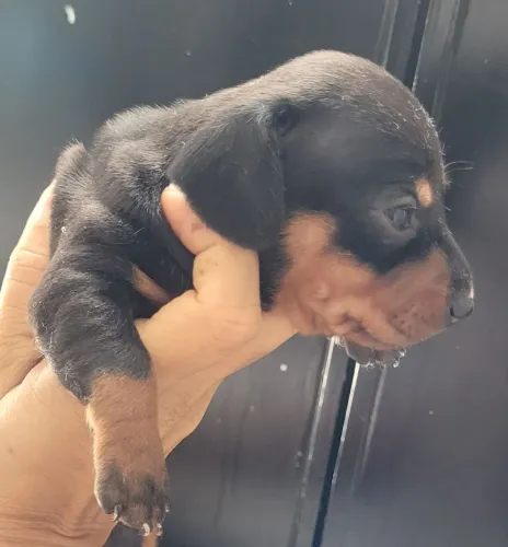 Filhote de salsichinha (dachshund)