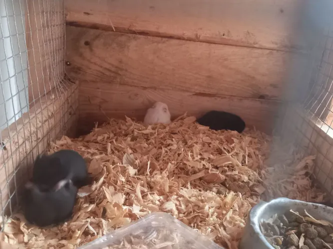 Hamster 