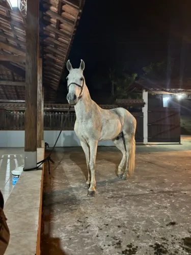 Cavalo MM picada