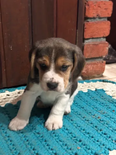 Filhotes Beagle Puro macho
