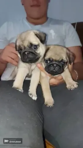 Pug filhotes machos e fêmeas