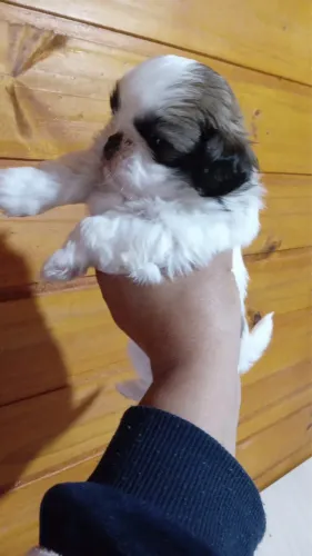 Shih-tzu filhote disponível para nova família