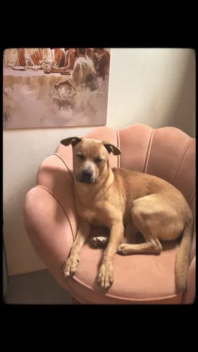 Cachorro 