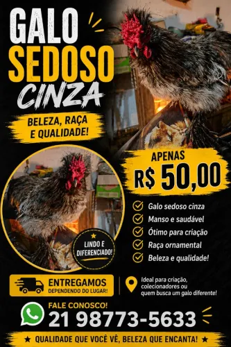 Galo sedoso cinza