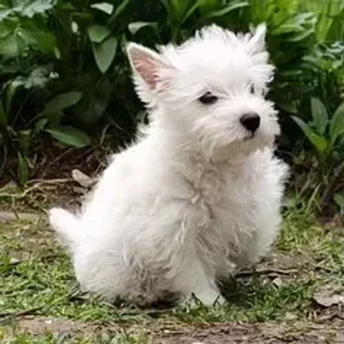 West Terrier Filhote Com Saúde Garantida