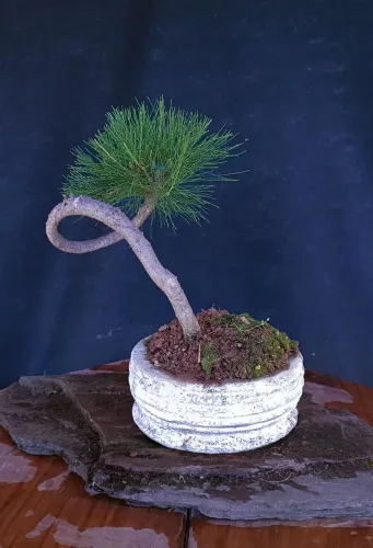 Lindo Bonsai Pinus!