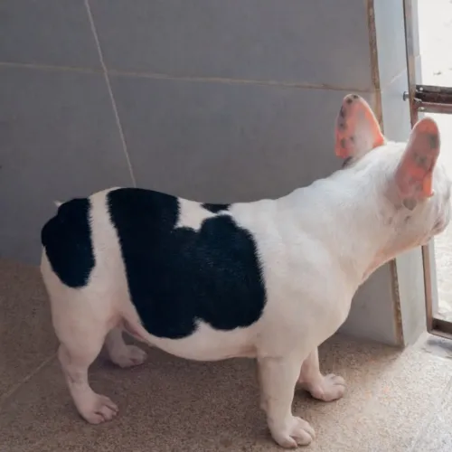 Buldogue francês fêmea 2 anos