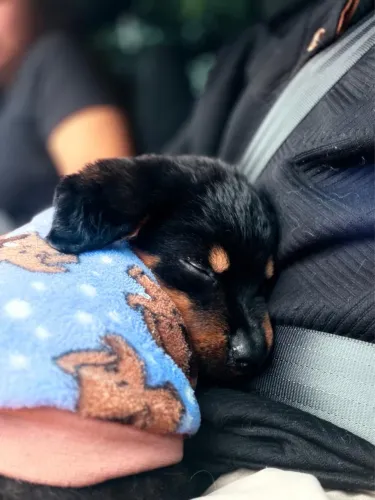 Filhote de Rottweiler