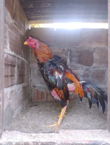 Frango mura
