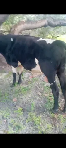 Vendo esse lindo boi