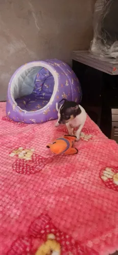 PINSCHER FÊMEA MINIATURA LEGÍTIMA E PERFEITA