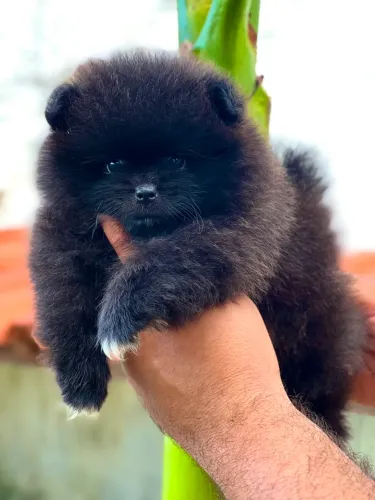 Filhote Spitz Alemão Padrão Anão