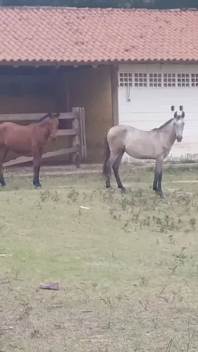 Vendo casal d poldo Mangalarga