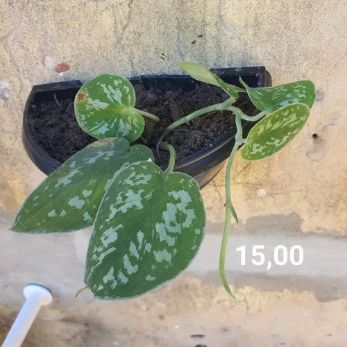 Planta jiboia prateada