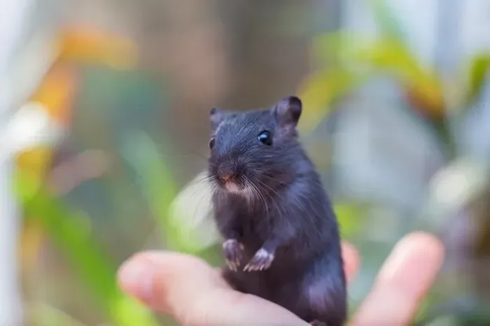 Gerbil Esquilo da Mongólia