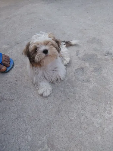 Vendo uma cachorra