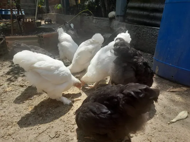 Frangos e frangas raças Brahma e carijó 