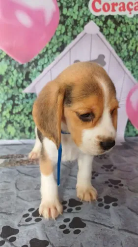 Beagle Filhotes Lindos , Vacinados e Amigos !