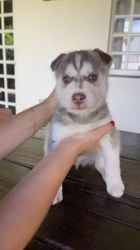 Husky Siberiano 