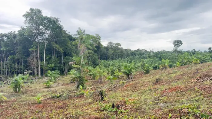 Terreno agrícola com 2,17ha à venda em Moju (Nova Vida) Açaí plantado | Igarapé | CAR
