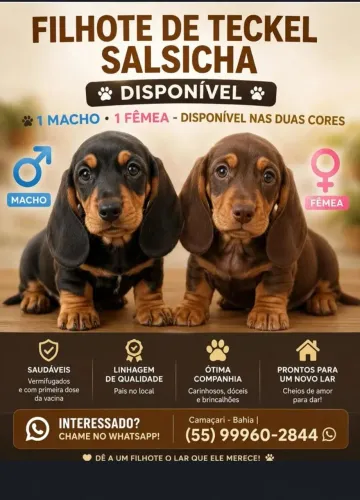 Filhotes Dachshund,teckel, salsichinha, linguicinha, cofap, salsicha, basset