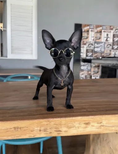 Bbs de pinscher 