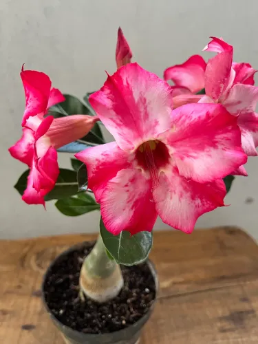 Rosa do deserto singela buquê