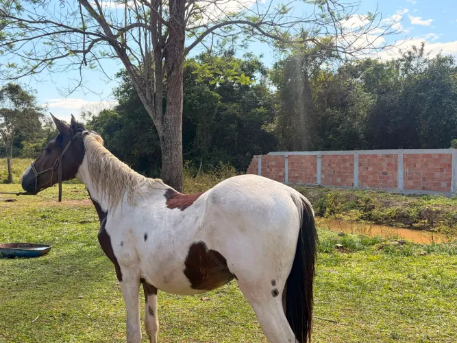 Potro 1 ano e 8 meses, manso de corda, omozigoto, mãe manga larga, macha batida.