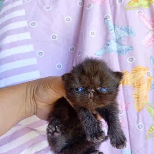 Lindos persas chocolate