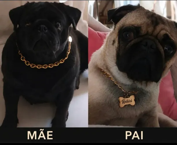 Casal de Pug