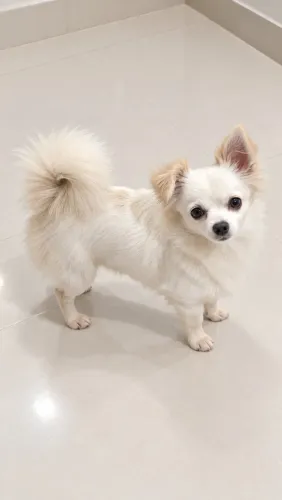 Macho de chihuahua pelo longo um ano e dois meses