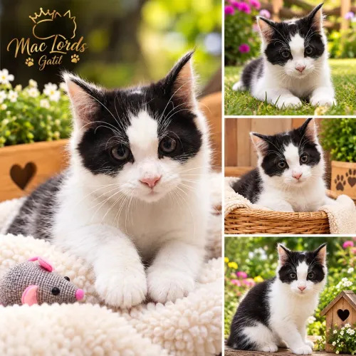 Maine Coon Fêmea Belíssima em até 12 x