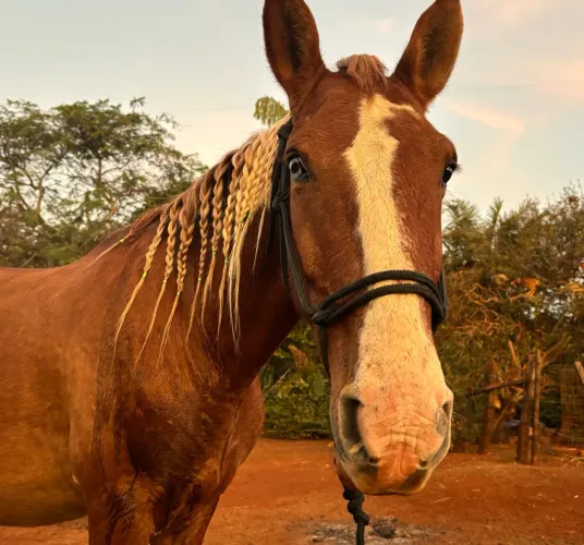 Cavalo a venda