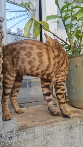 Gato Bengal