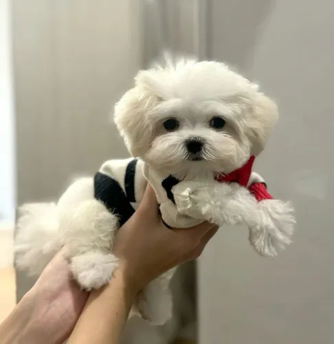 Maltês Para quem sempre quis ter um companheiro de quatro patas
