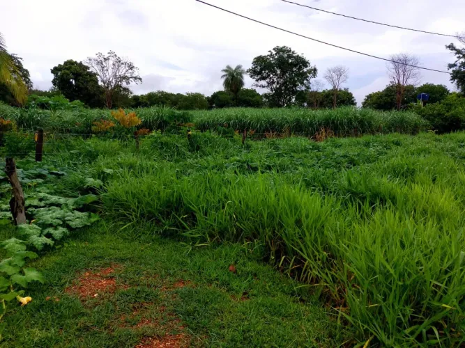 Chacara medindo 10 hectares