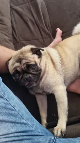 Pug