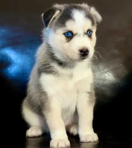 Husky Siberiano Afeto que acolhe o que você sente